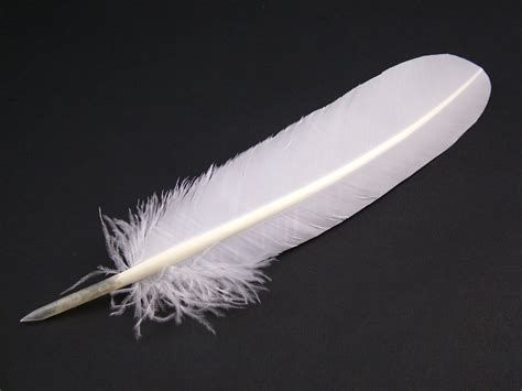 pen and feather|authentic quill feather pen.